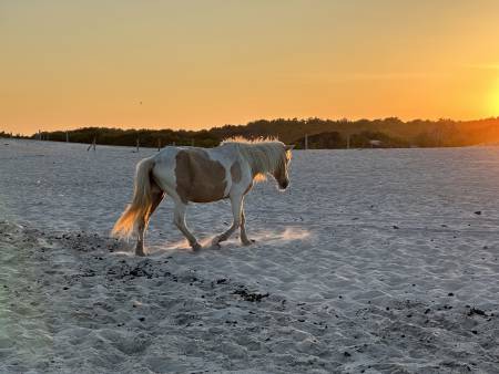 assategue-pony-leaving-the-beach-at-the-end-of-the-day-