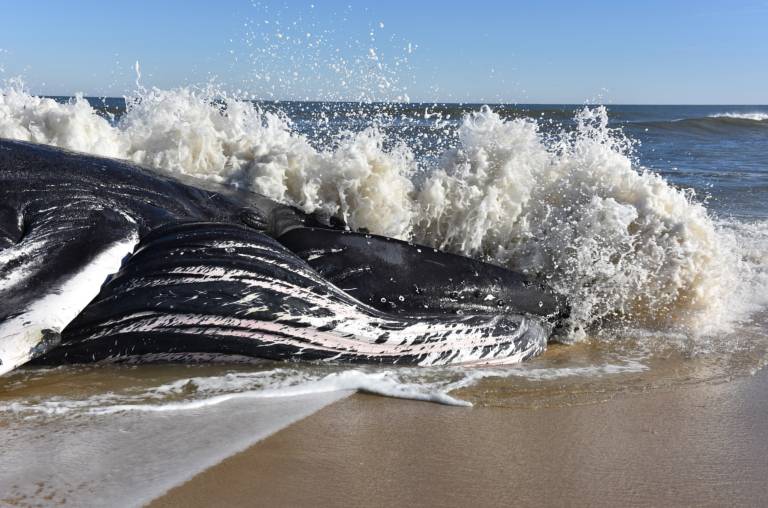 Dead Whale Found on Assateague – One of Many Recently Washed-up on East Coast Shores