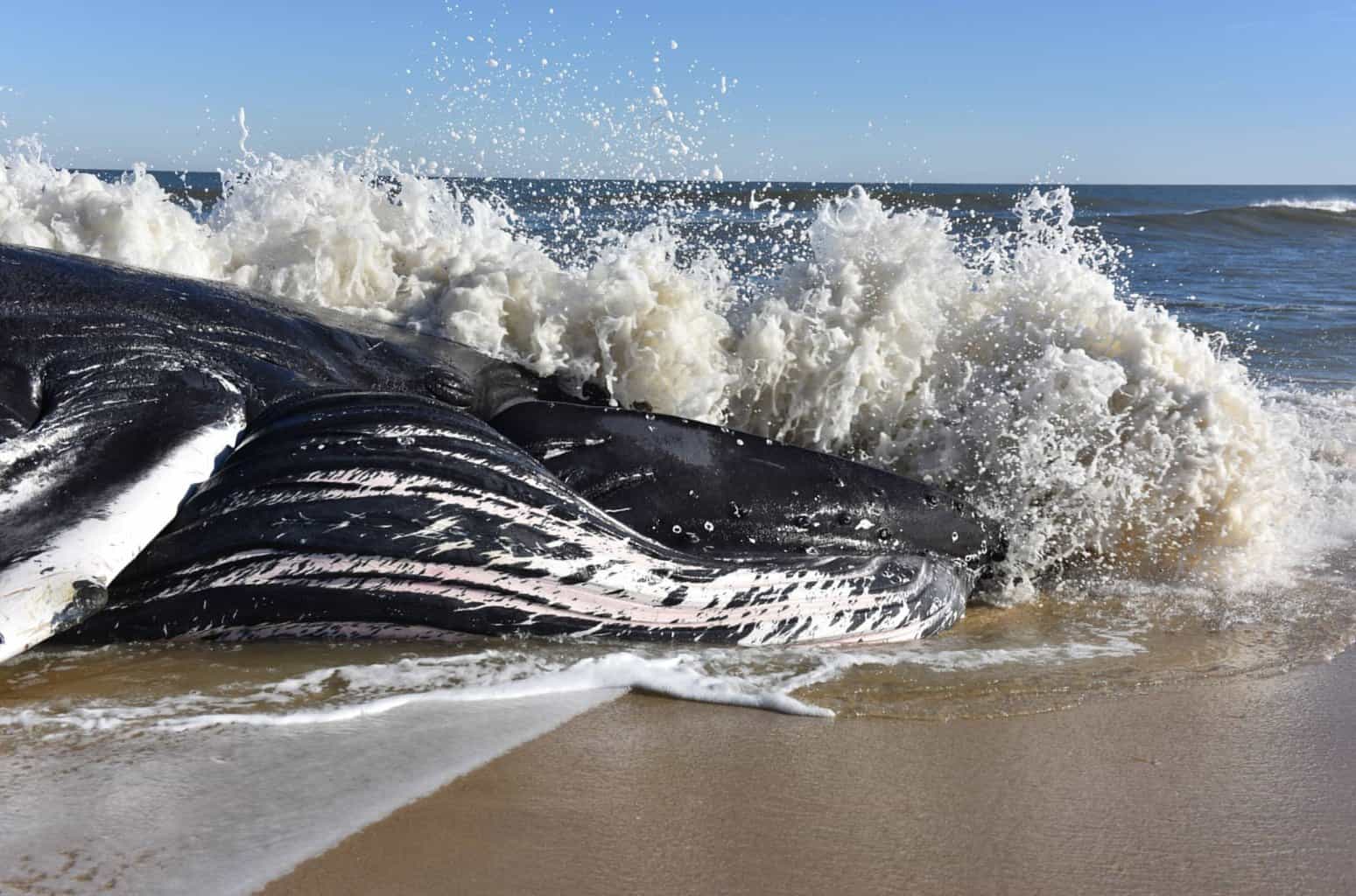 Humpback whale found dead, stranded on Maryland coast