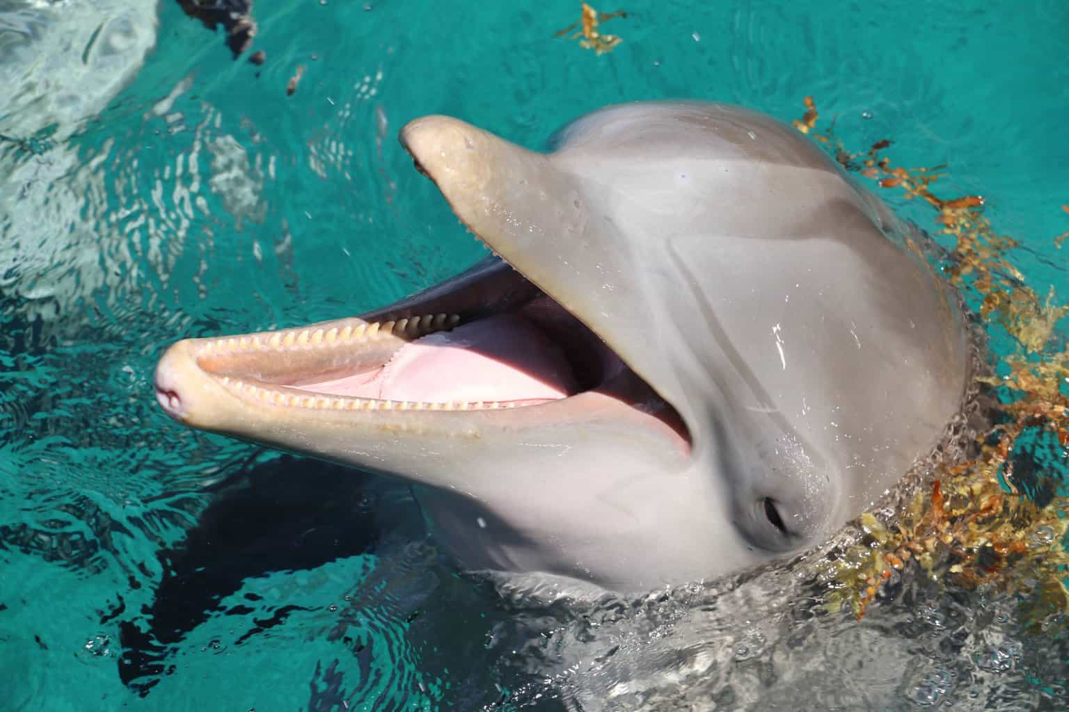 Dolphins, Dolphins and Porpoises – What's the Difference