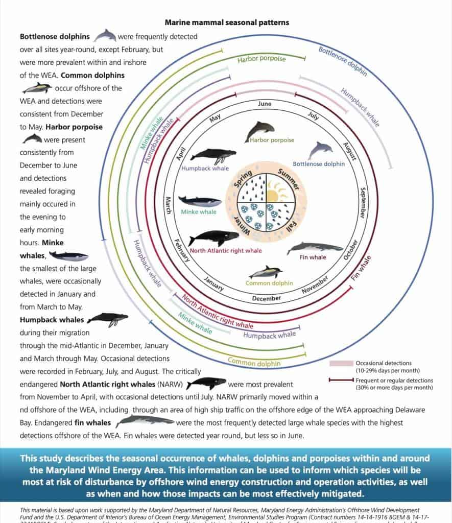 marine mammal seasonal patterns in the Maryland Wind Energy Area
