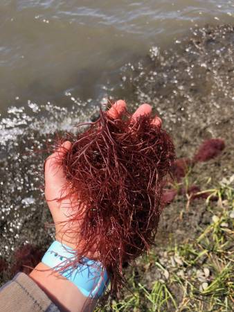 Agrah’s Red Weed