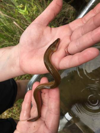 An American Eel