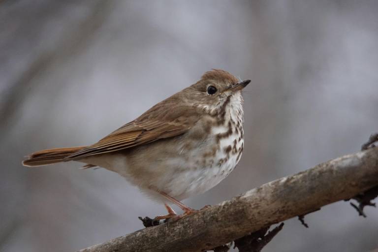 Our Wintertime Thrush – The Hermit Thrush