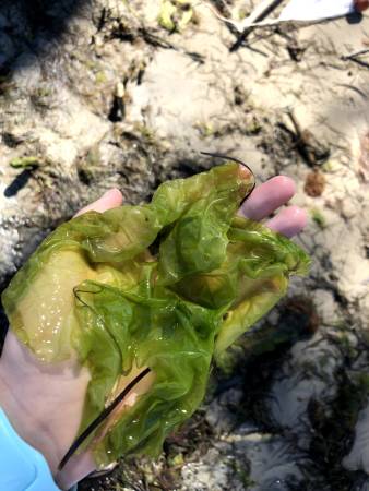 Sea Lettuce