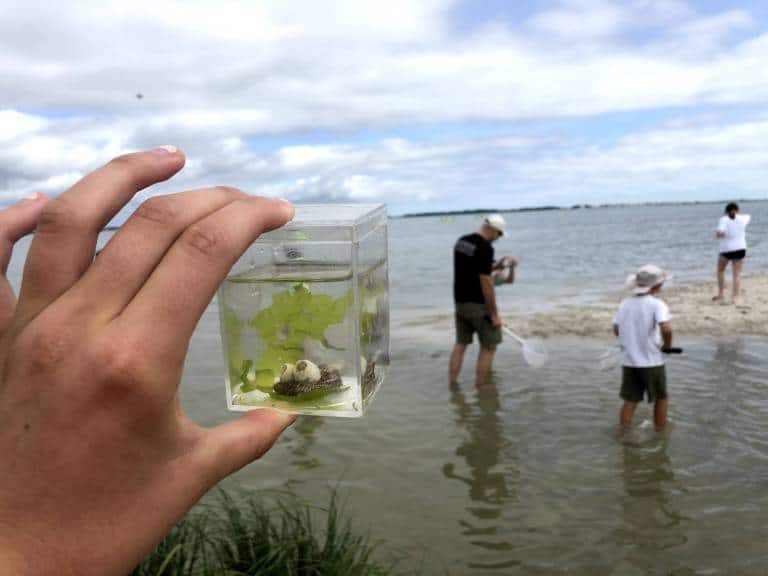 Sea Lettuce in Jar