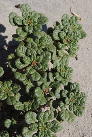 Small green plant on sandy beach