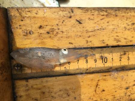 An Atlantic Brief Squid on a ruler, used to measure length,