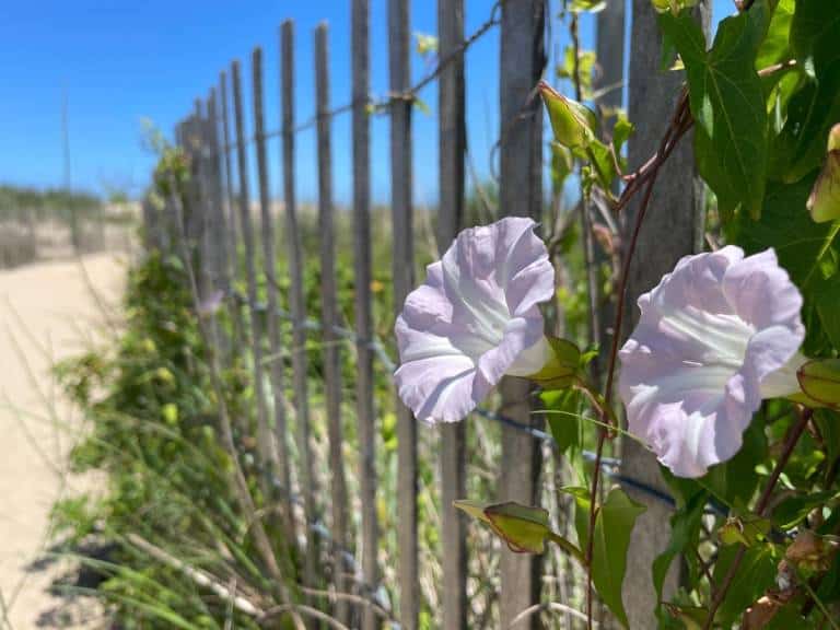 Mothers Day 2026 in Ocean City MD: 17 Ways to Celebrate