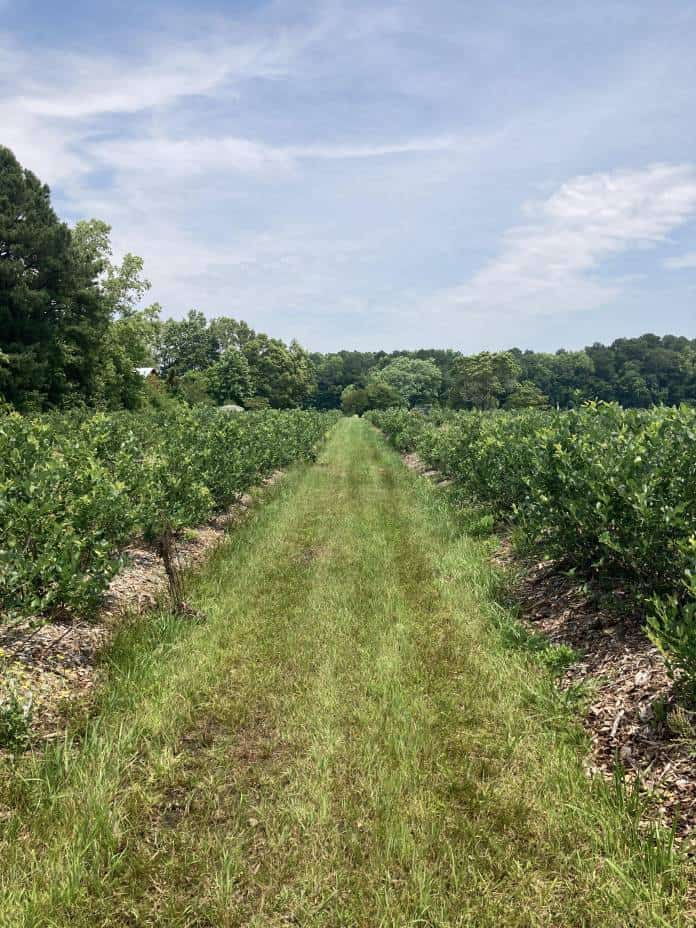 Friendship Farm
