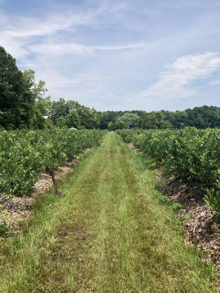 Pick Your Own Blueberries Now Open in Berlin!
