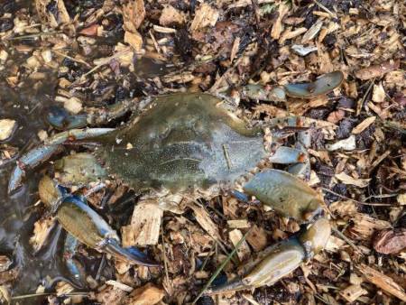 crabs and compost