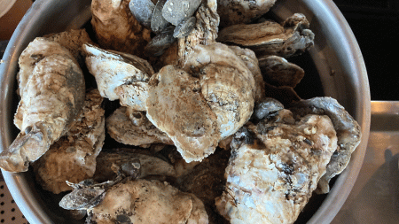 Harrison's serves locally caught oysters for