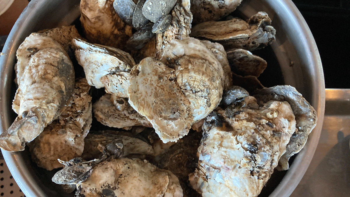 Harrison's serves locally caught oysters for