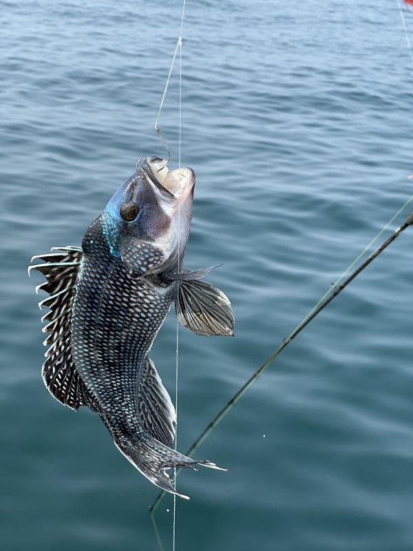 Black Sea Bass on the line