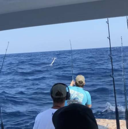 white marlin open ocmd
