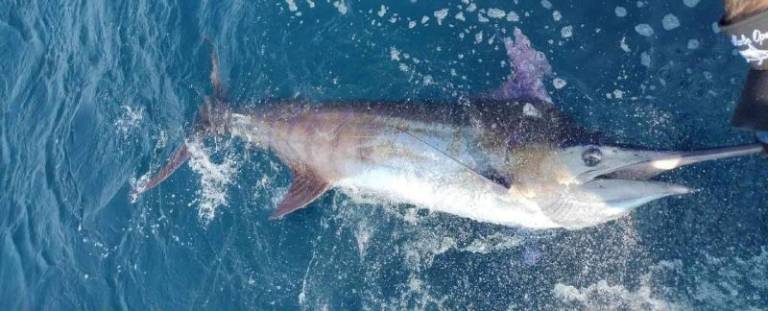 white marlin open