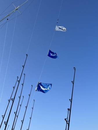 white marlin open ocmd