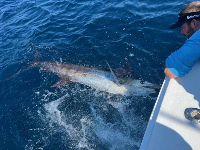 white marlin open