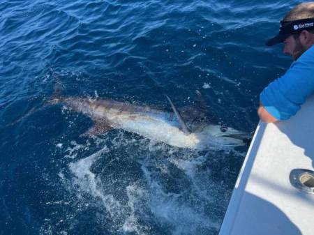 white marlin open ocmd