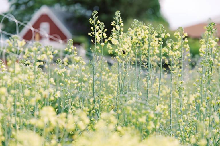 Splendid Earth Farms: Jeanne Vander Clute