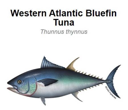 Bluefun tuna ocmd