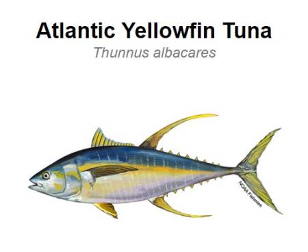 ocean city tuna