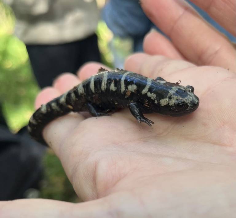 Amphibian Anomaly: the Marbled Salamander
