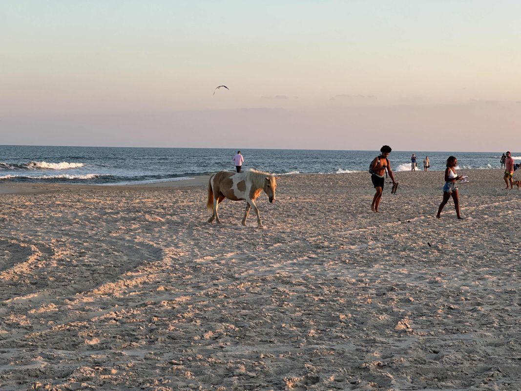 keep your distance from the ponies on assateague