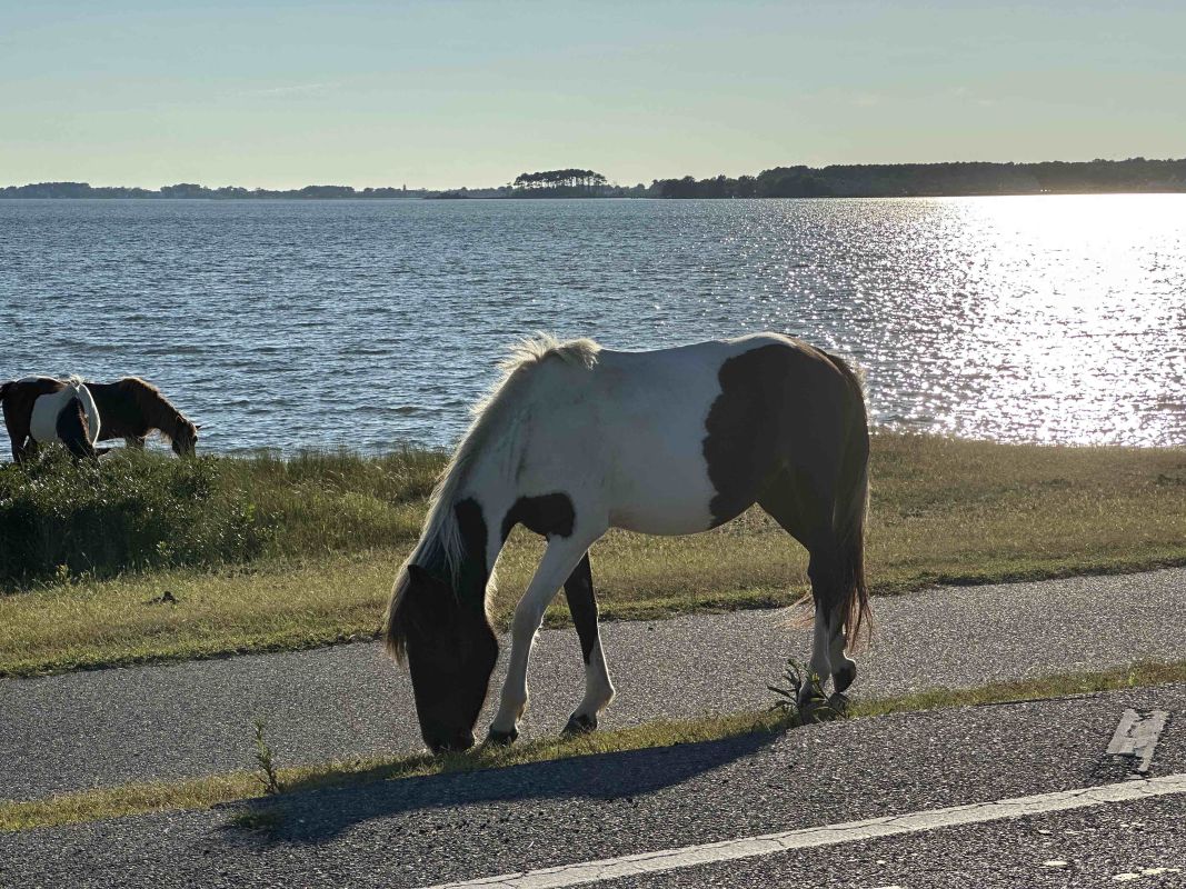 ponies on assateague