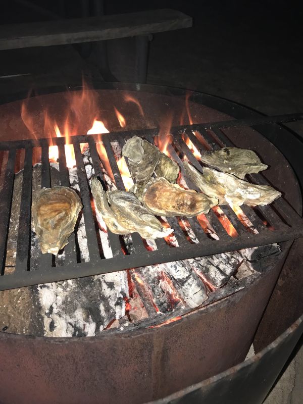 roasting oysters over the campfire at assateague island