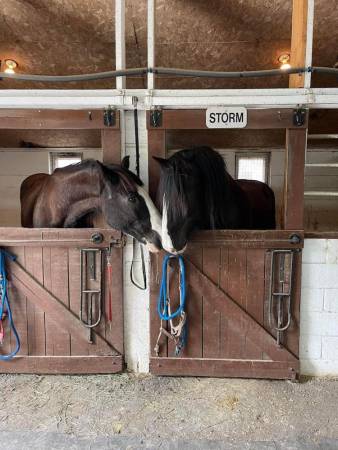 horse