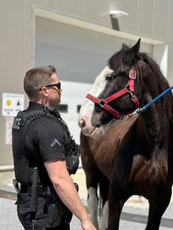 horse