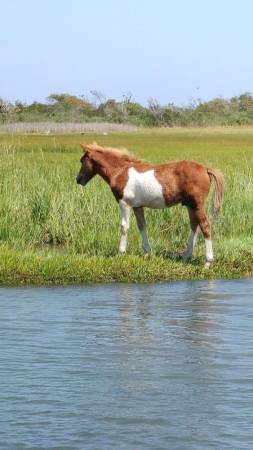 Cell Phone Pony 001 253x450