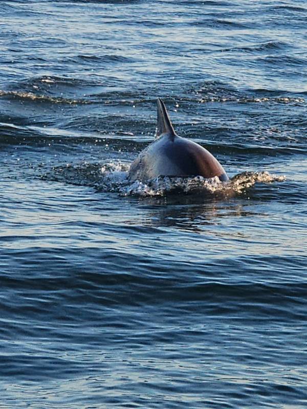 Evening boat ride to see the dolphins