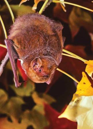 Eastern Red Bat: Photo Credit Merlin D. Tuttle, Bat Conservation International