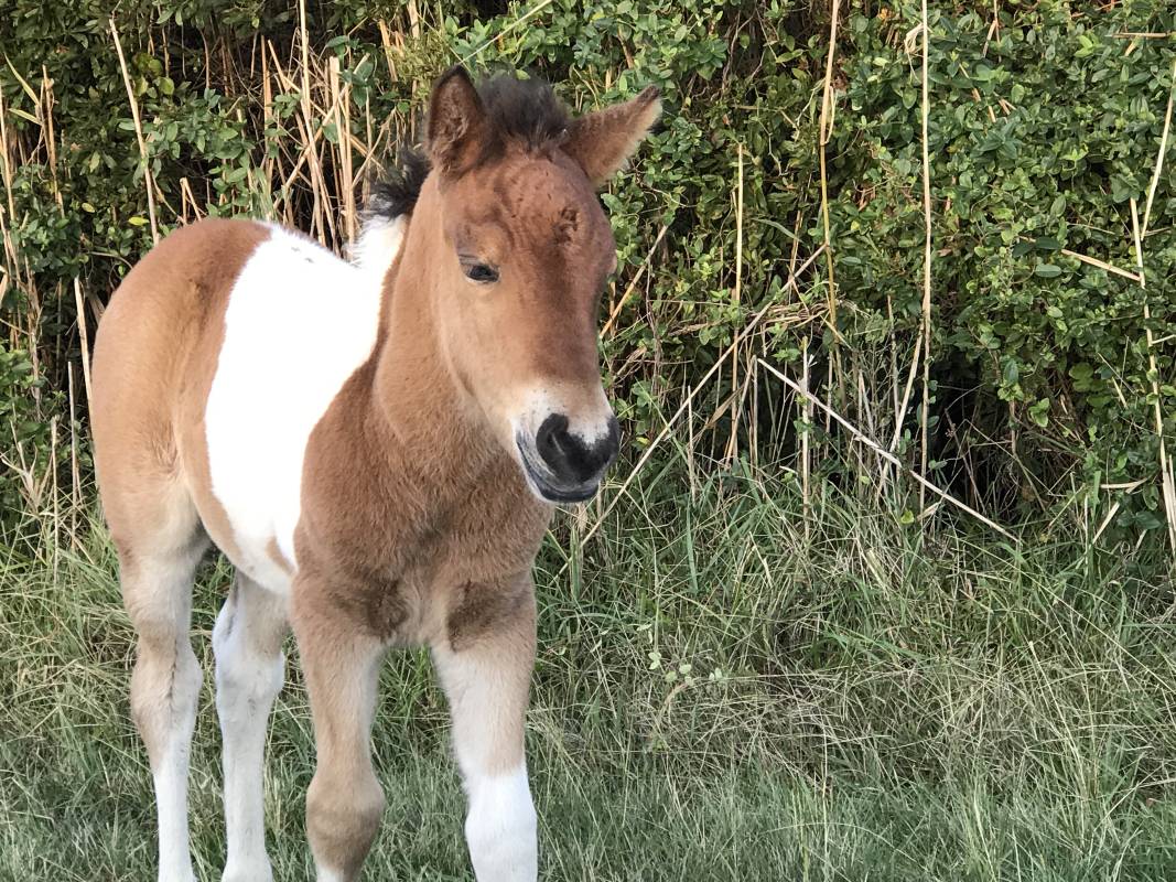 assateague island - foal standing by the road
