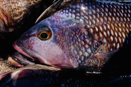 skillagee fish