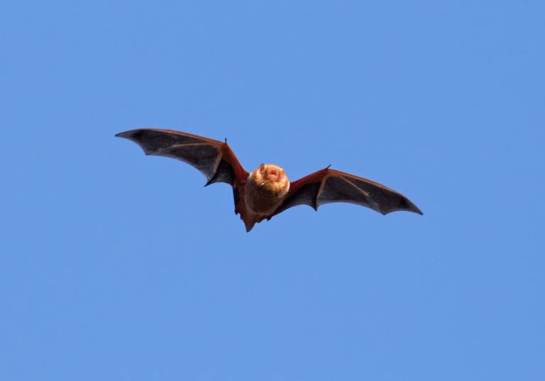 Mark Johnson- Eastern Red Bat