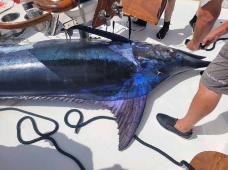 stone cutter blue marlin 897.5 pounds white marlin open