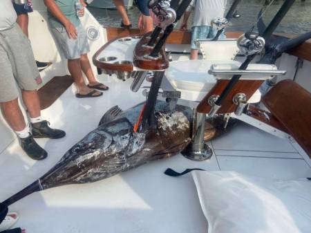 stone cutter blue marlin 897.5 pounds white marlin open