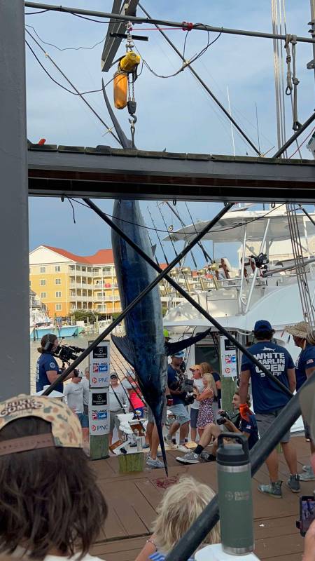White Marlin Open Day 2: Finally Some Bill Fish at the Scales