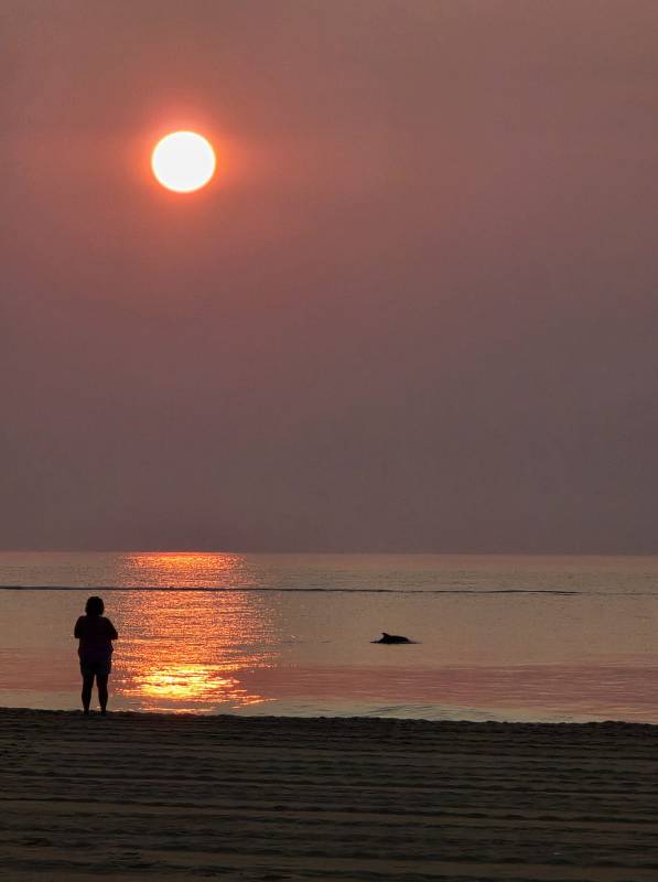 Dolphin at sunrise in Ocean City Md