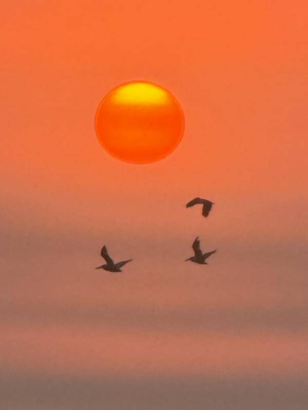 Sunrise and birds in Ocean City Md