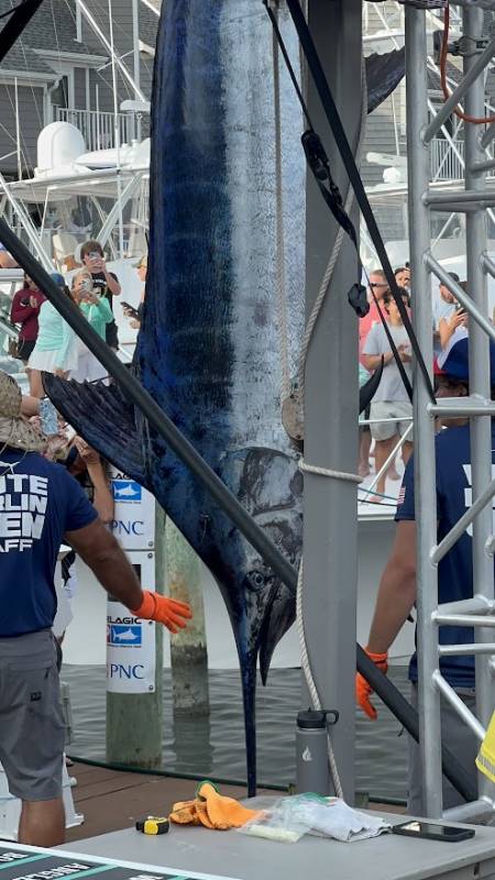 white marlin open billfish tuna marlin