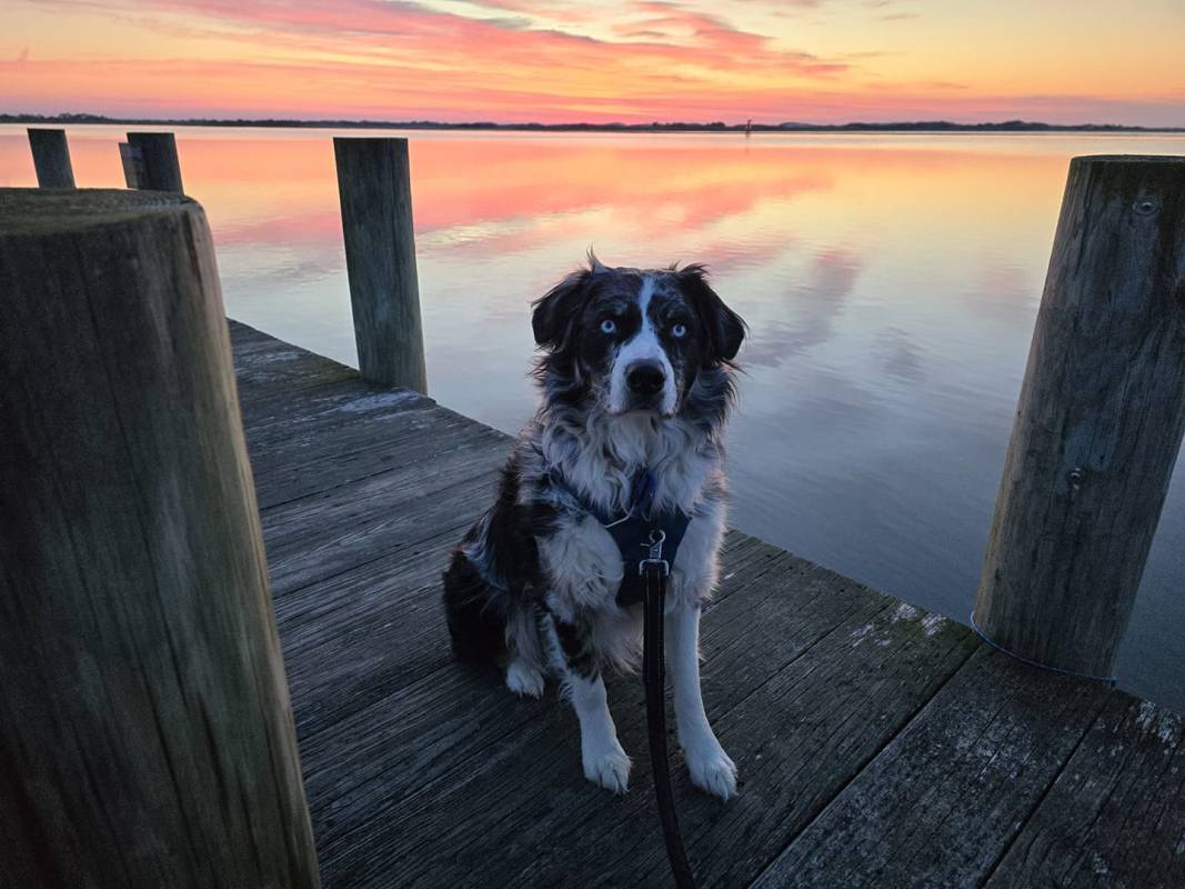 dog in ocean city md