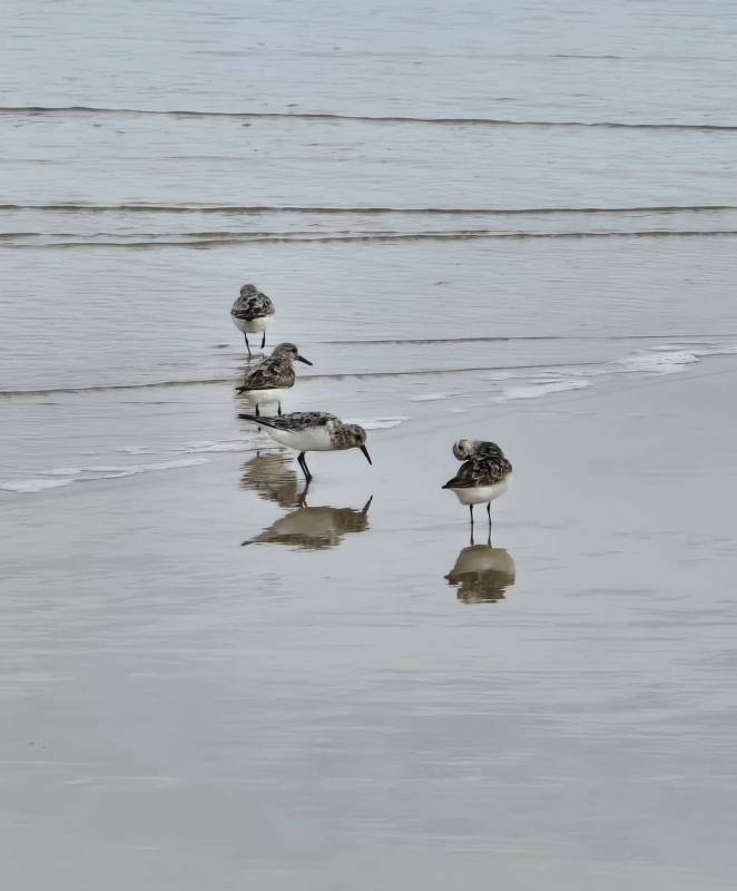 seagulls on the beach ocean city md
