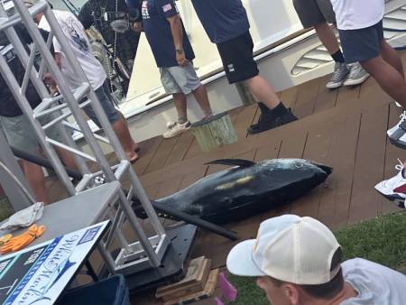 white marlin open billfish tuna marlin
