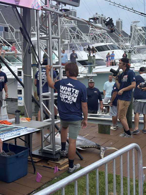 white marlin open billfish tuna marlin