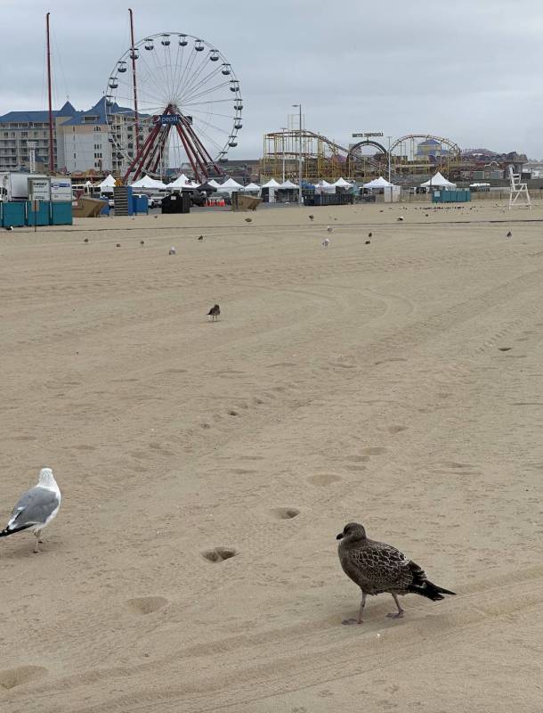 seagull on beach